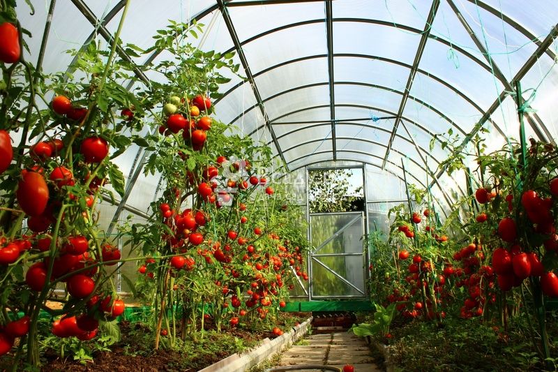 revêtement en polyéthylène pour serre